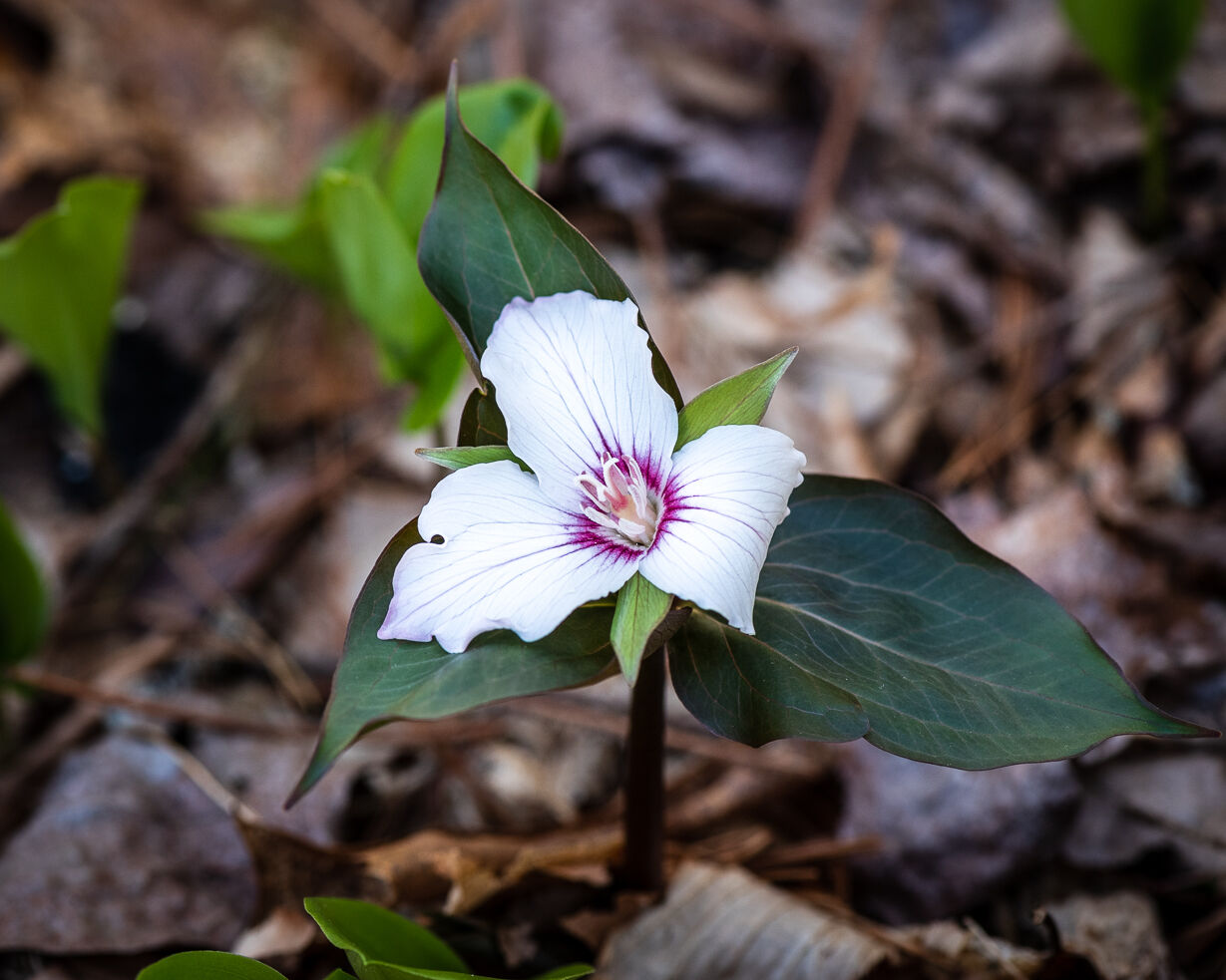 Spivey Gap Wildflowers